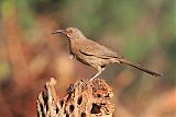 Curve-billed Thrasher